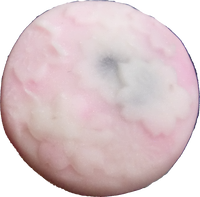 四季の舞　春の宴