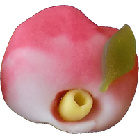 四季の舞　乙女椿